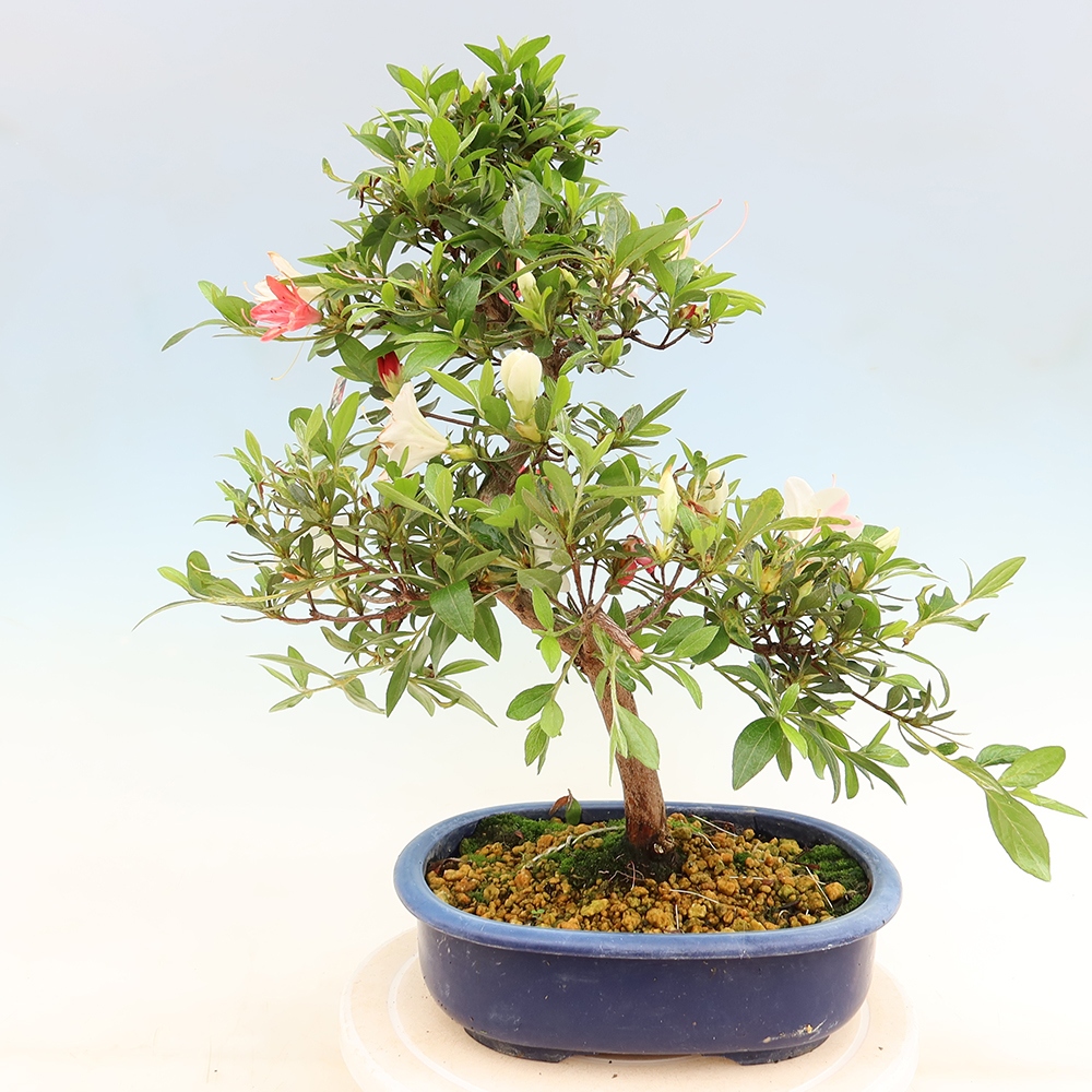 Outdoor bonsai - Japanese Azalea - Azalea Senhime
