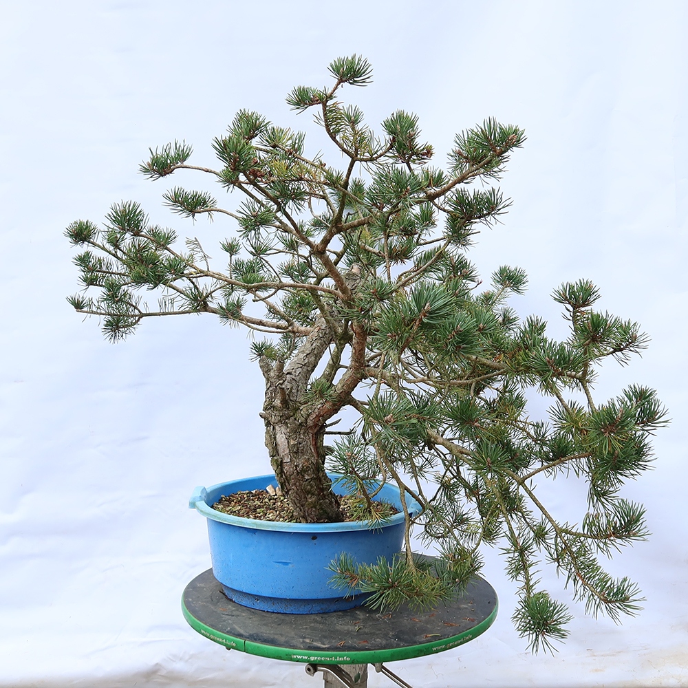 Pinus sylvestris Spain - Scots pine