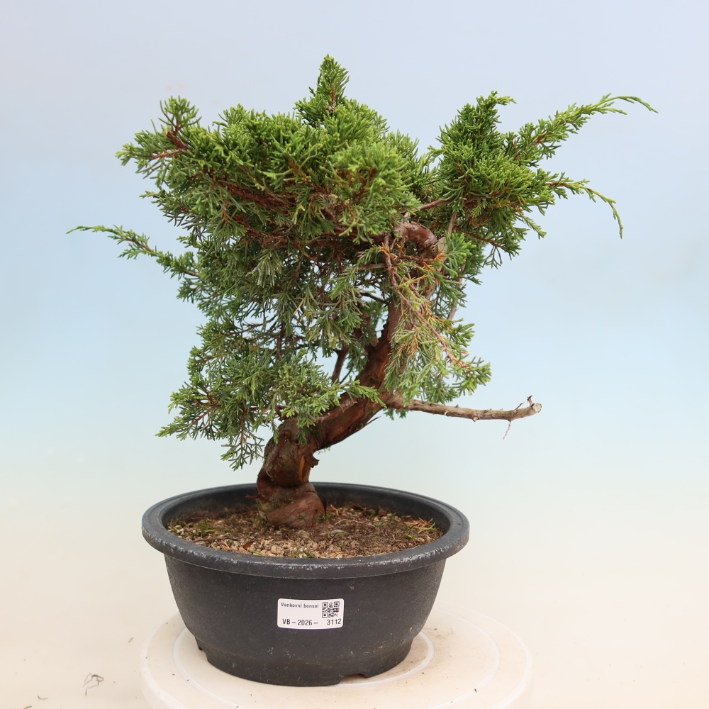 Outdoor Bonsai - Juniperus chinensis Itoigawa - Chinese Juniper