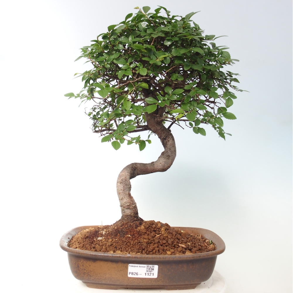 Room bonsai - Ulmus parvifolia - Small-leaved elm