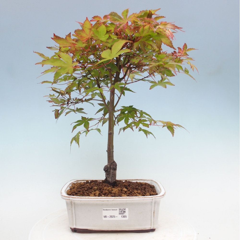 Maple - Acer palmatum Beni Tsukasa