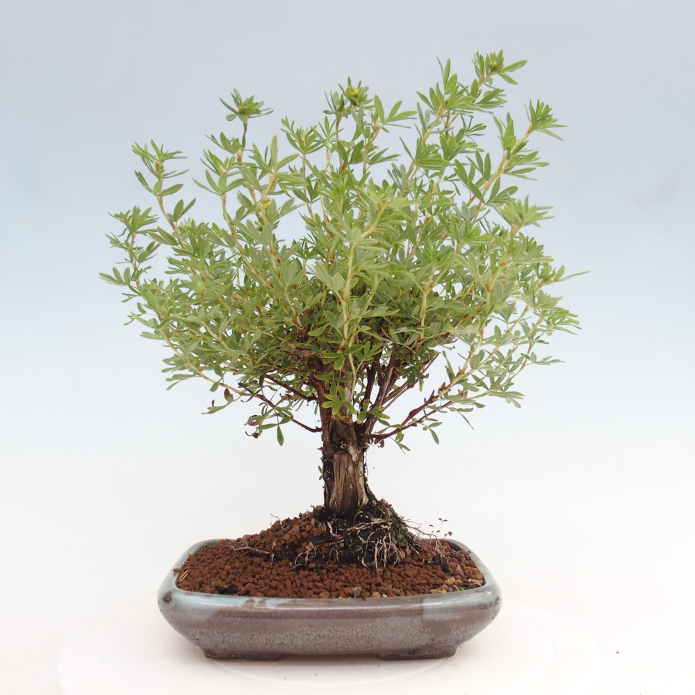 Outdoor bonsai-Cinquefoil - Potentila fruticosa yellow Bird