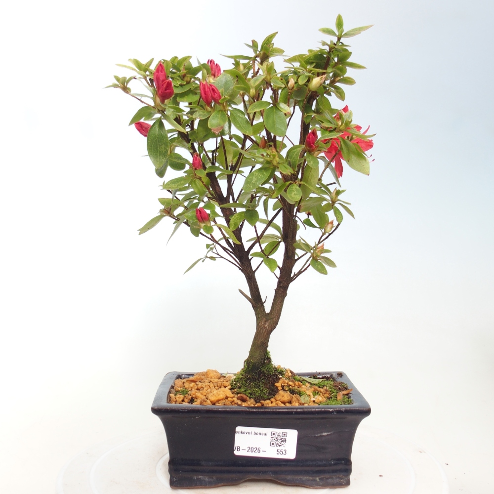 Outdoor bonsai - Japanese azalea - Azalea sp.