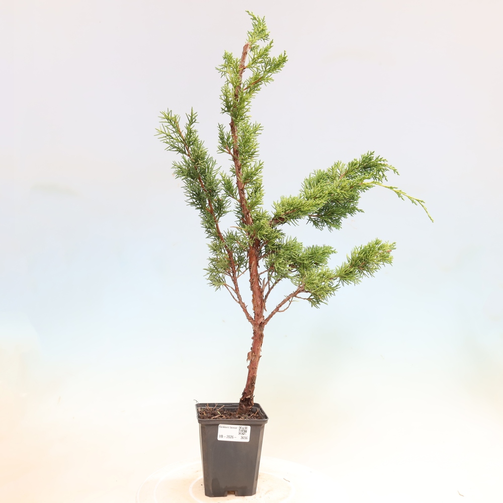 Outdoor bonsai - Juniperus chinensis Kishu