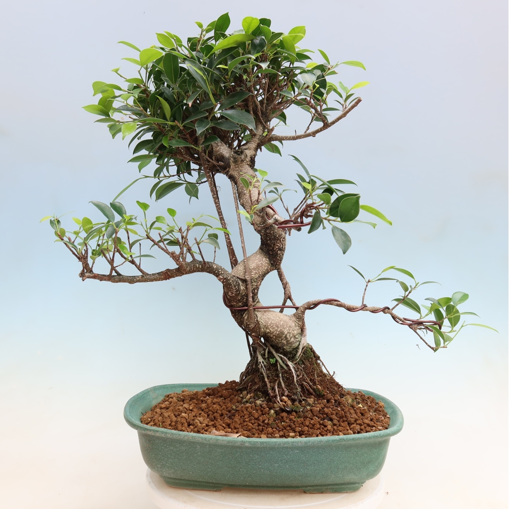 Room bonsai - Ficus kimmen - small-leaved ficus