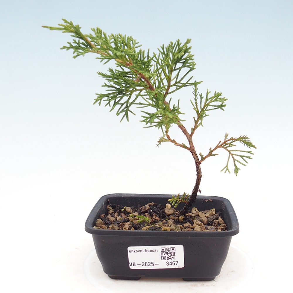 Outdoor bonsai - Juniperus chinensis Itoigawa