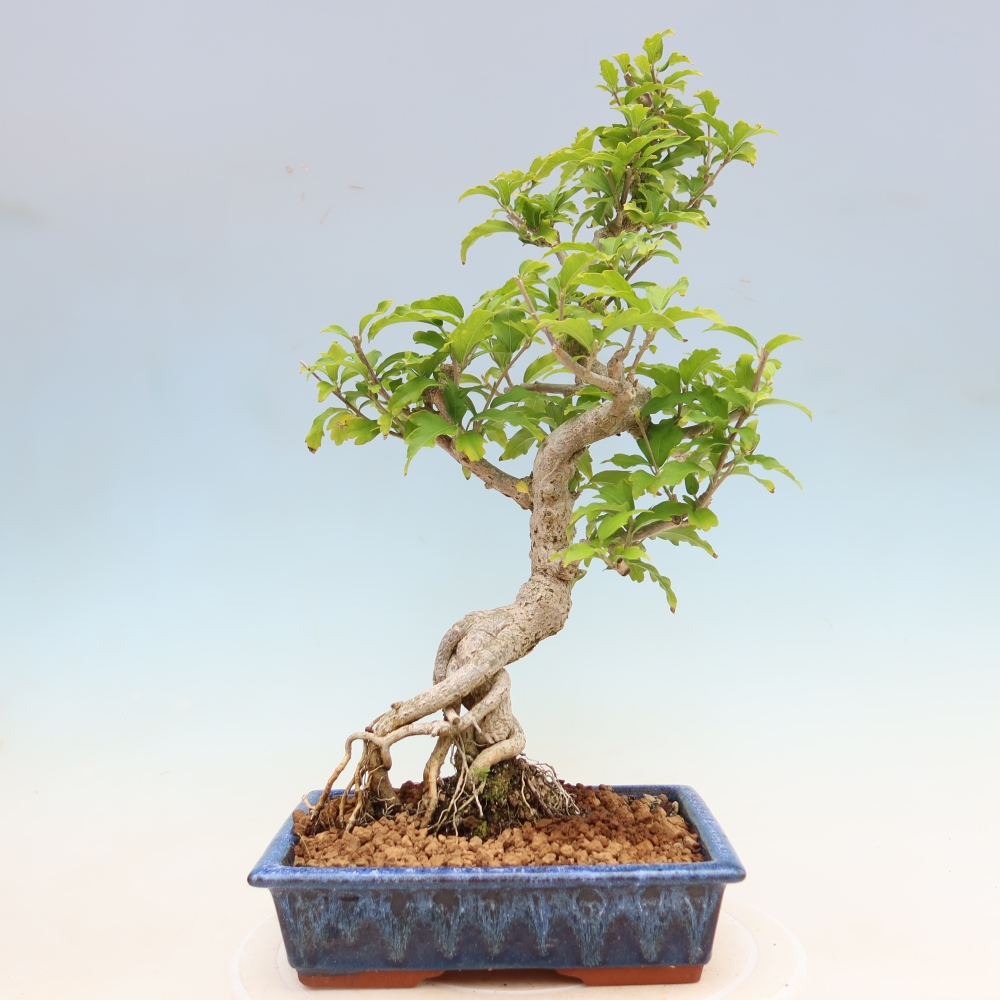 Outdoor Bonsai - Hibiscus syriacus - Syrian Hibiscus