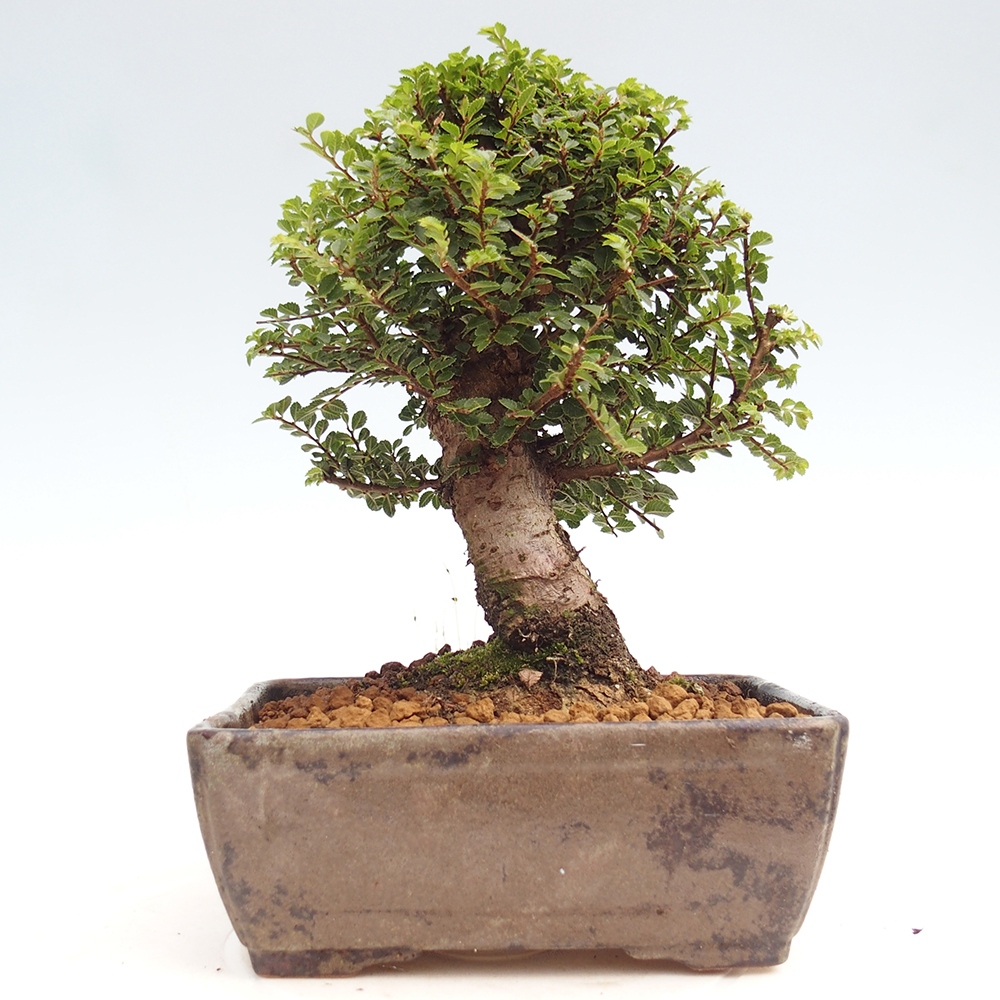 Outdoor bonsai - Ulmus parvifolia Hokkaido - Chinese elm