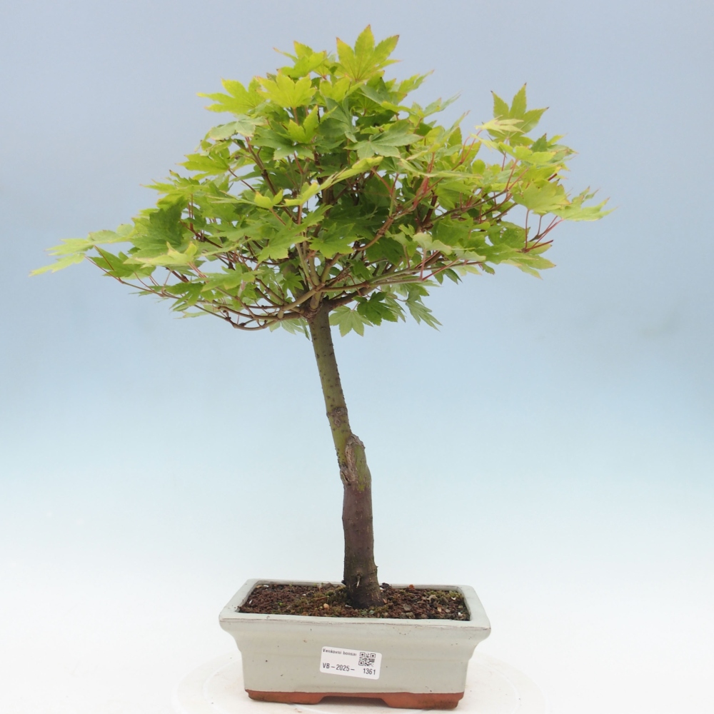 Outdoor bonsai - Maple palmatum katsura GISAN - Maple palmate