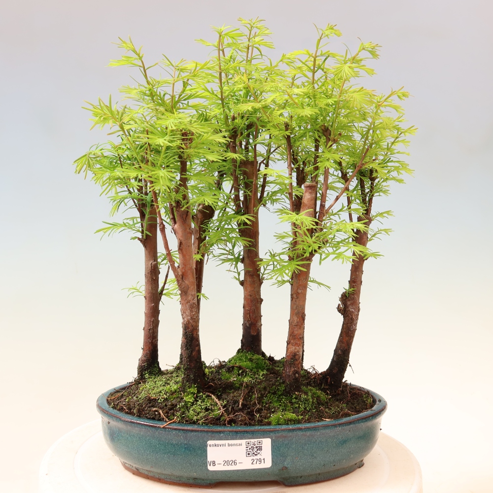 Outdoor Bonsai - Metasequoia glyptostroboides - Chinese Metasequoia - Grove