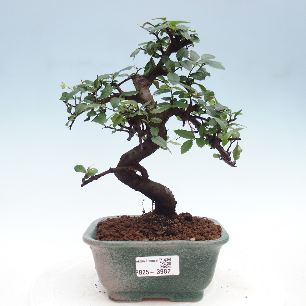 Room bonsai - Ulmus parvifolia - Small-leaved elm