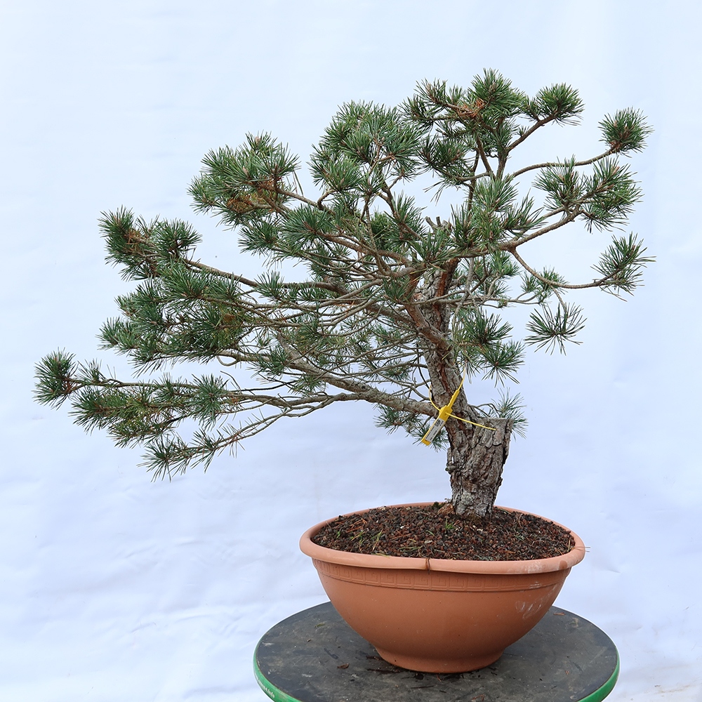 Pinus sylvestris Spain - Scots pine