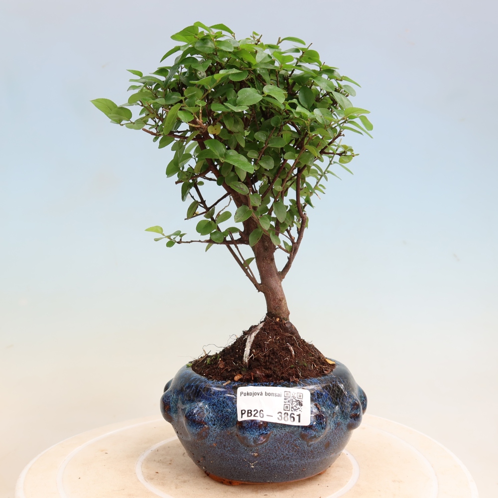 Room bonsai - Sageretia thea - Sageretia thea