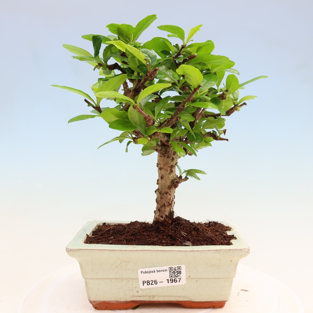 Room bonsai - Carmona macrophylla - Tea fuki