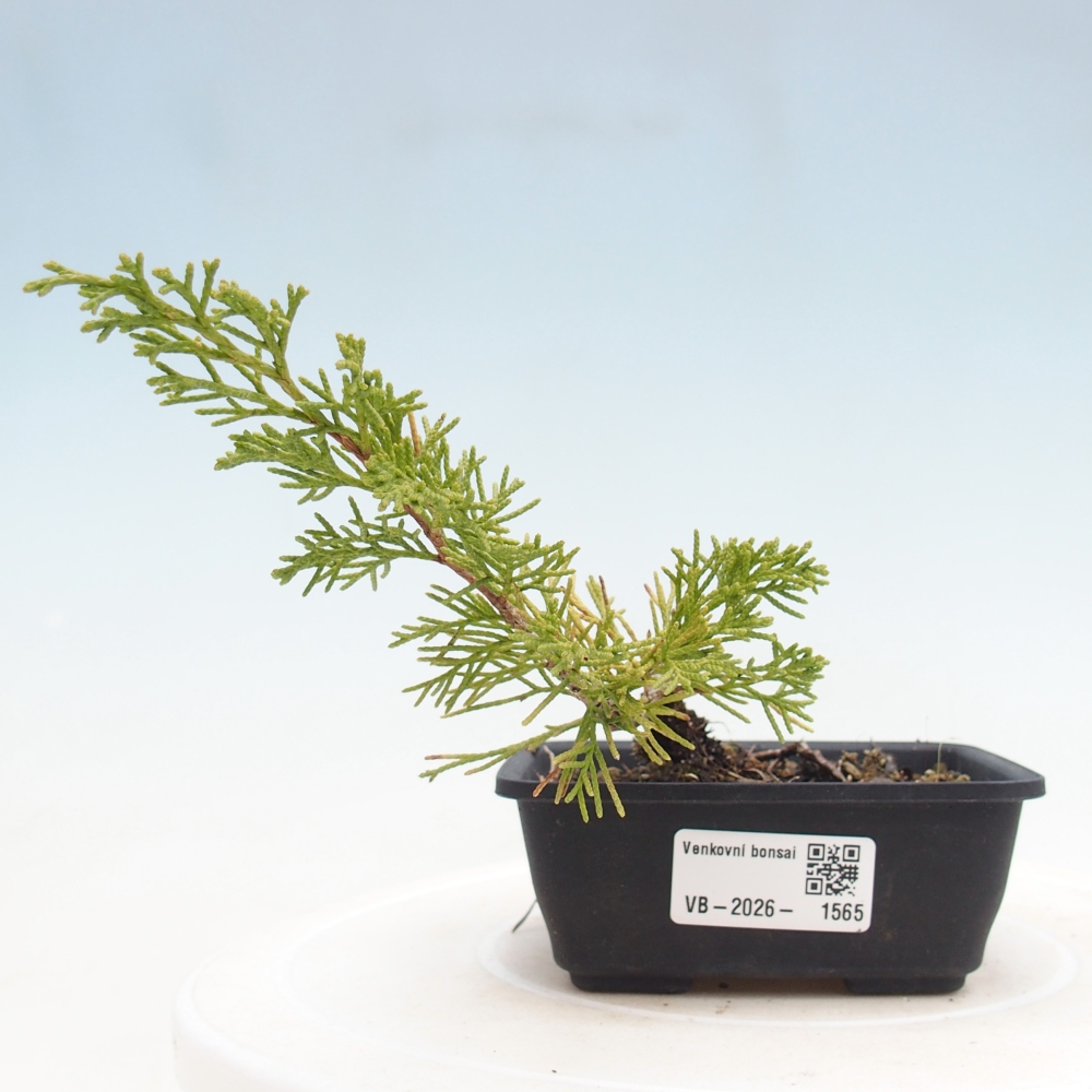 Outdoor bonsai - Juniperus chinensis Itoigawa