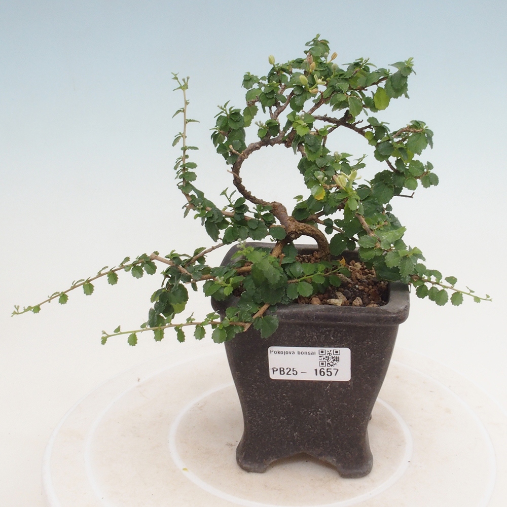 Indoor bonsai - Grewia sp. - Small-leaved Grewie