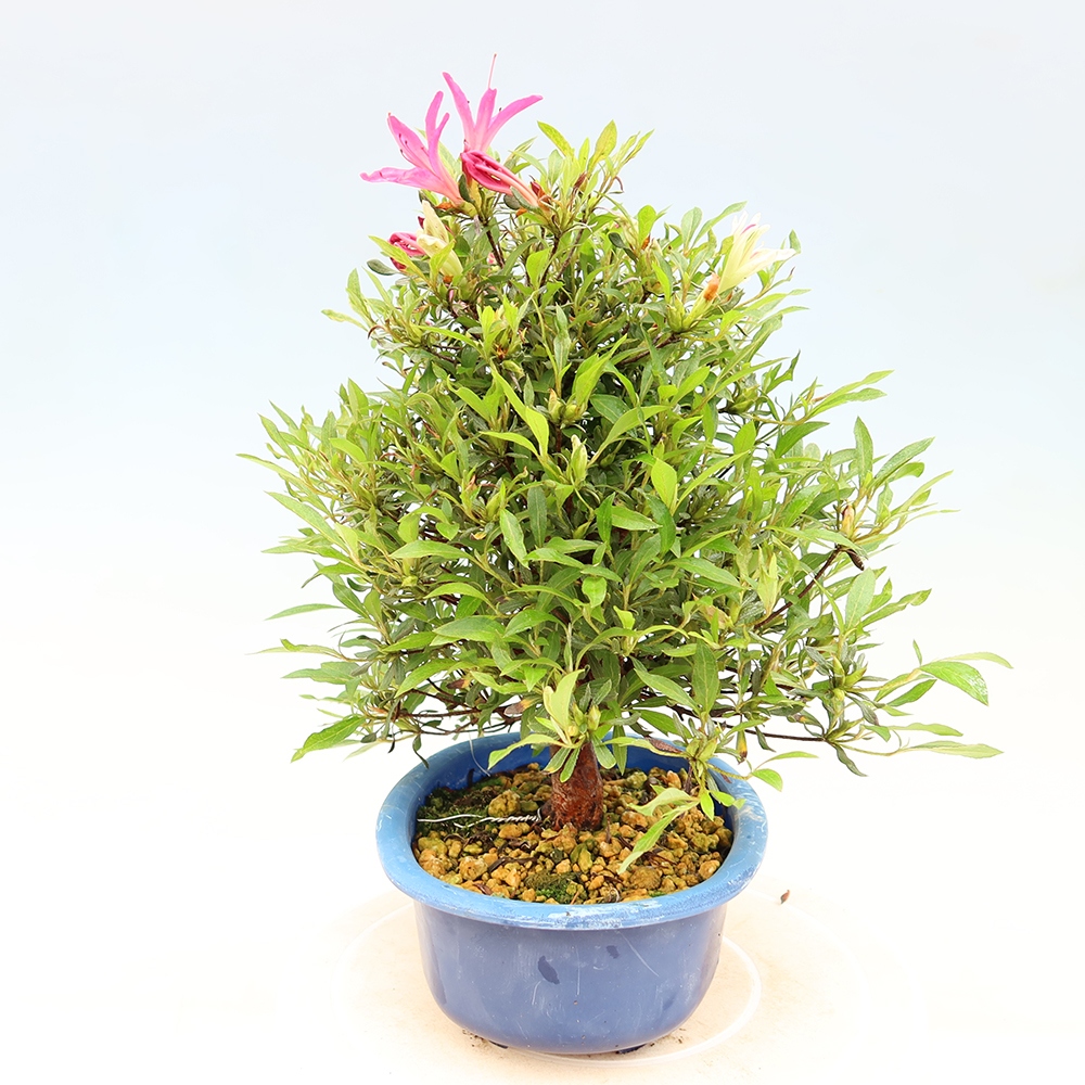 Outdoor bonsai - Japanese Azalea - Azalea Ryusen