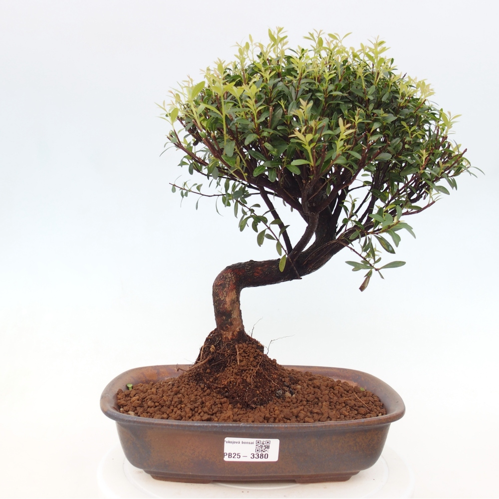 Room bonsai - Syzygium - Pimento