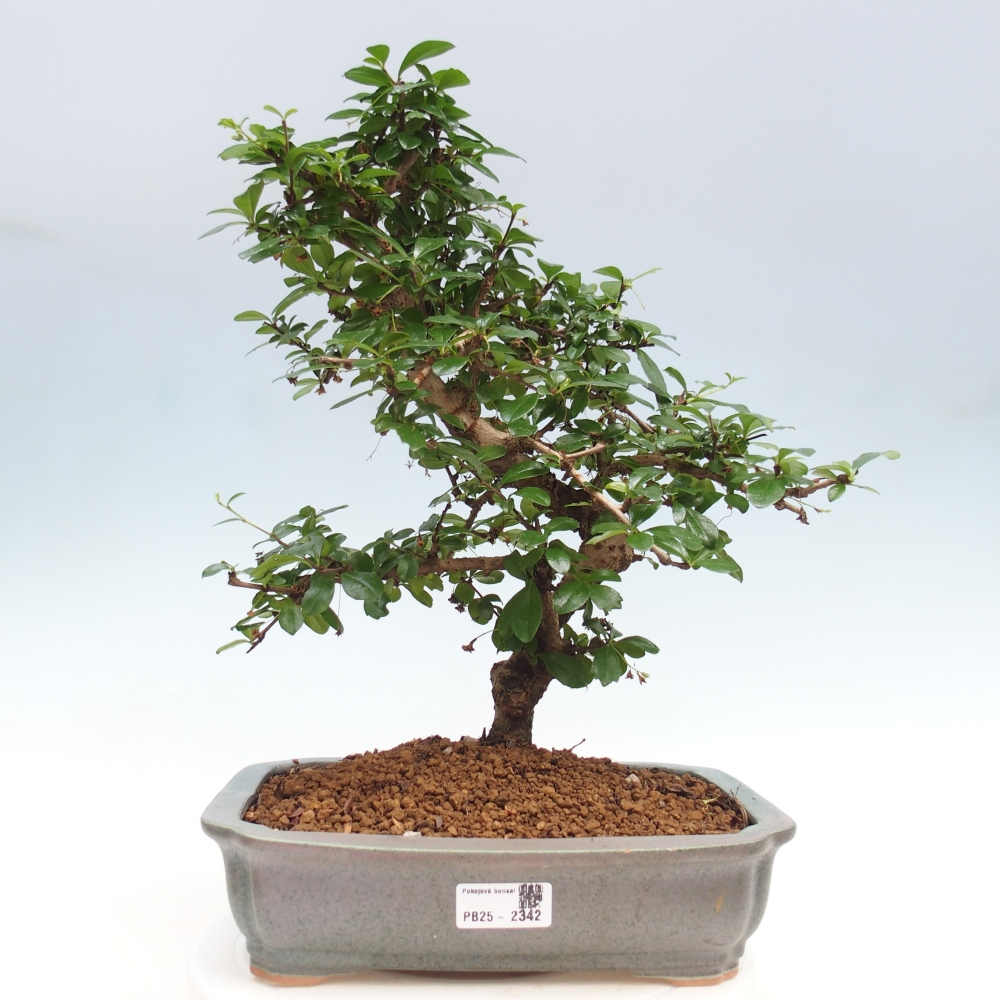 Room bonsai - Carmona macrophylla - Tea fuki