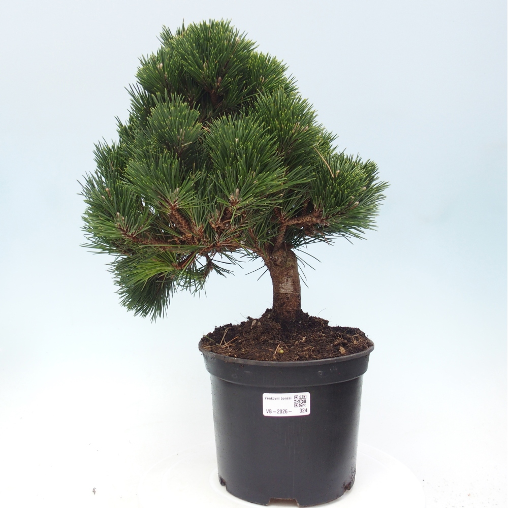 Outdoor bonsai - Pinus thunbergii senjyumaru - Thunberg pine