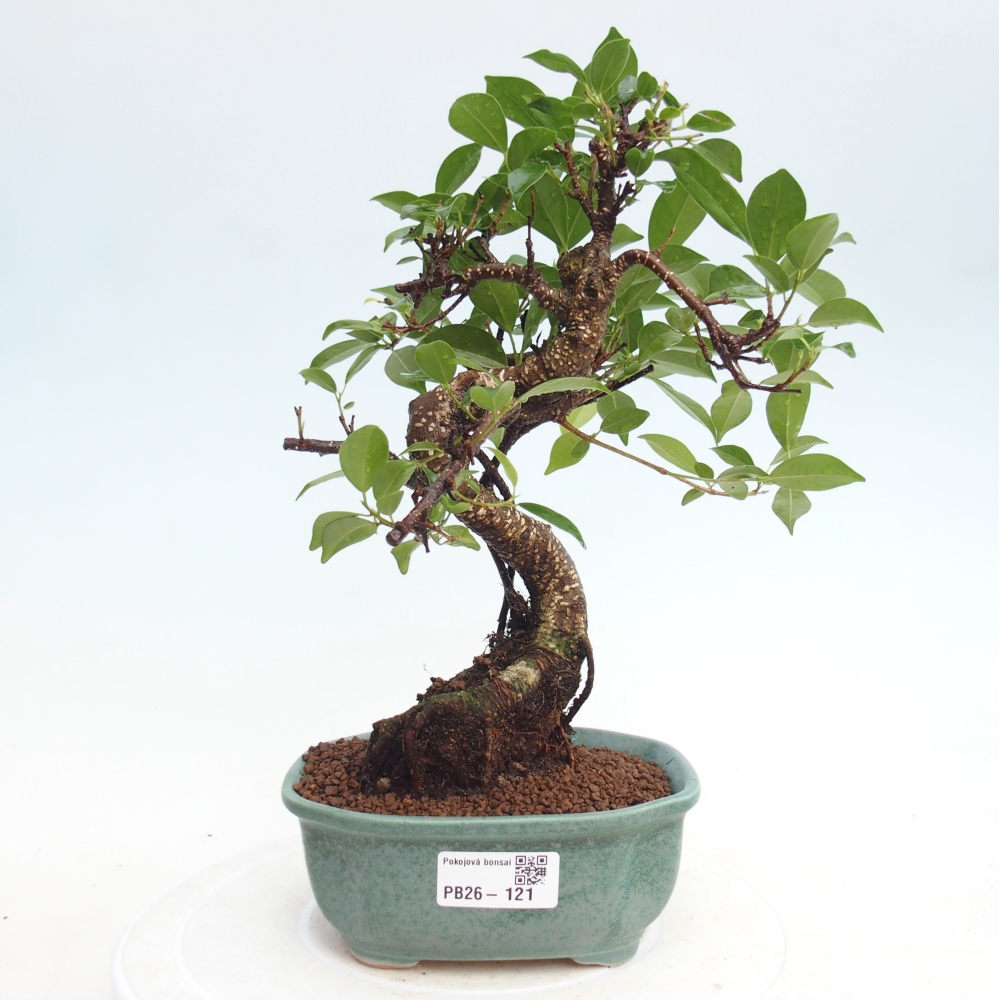 Room bonsai - Ficus retusa - small-leaved ficus