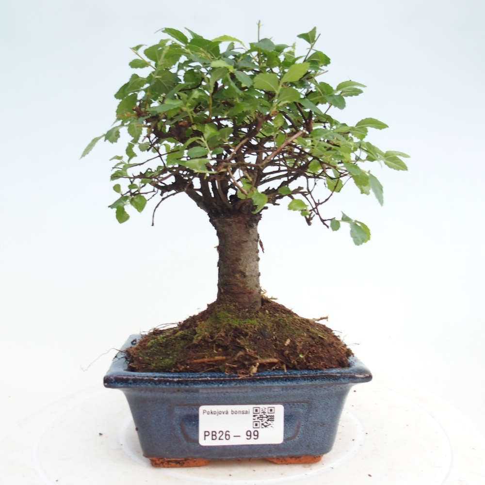 Room bonsai - Ulmus parvifolia - Small-leaved elm