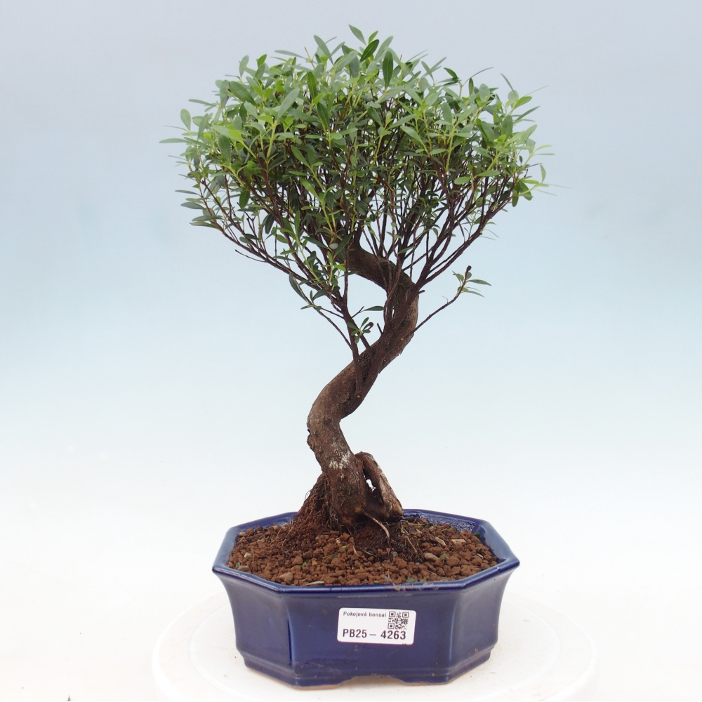 Room bonsai - Syzygium - Pimento