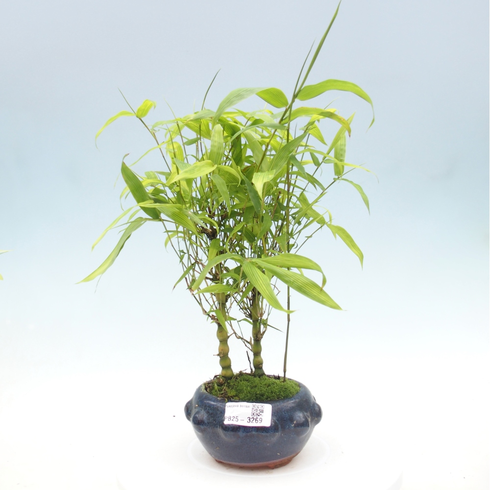 Room bonsai - Bamboo budha-Bamboo budha belly