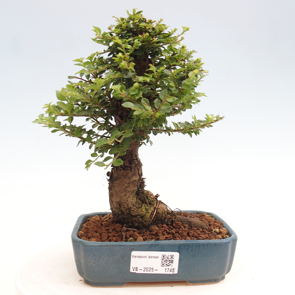 Outdoor bonsai - Ulmus parvifolia Hokkaido - Chinese elm