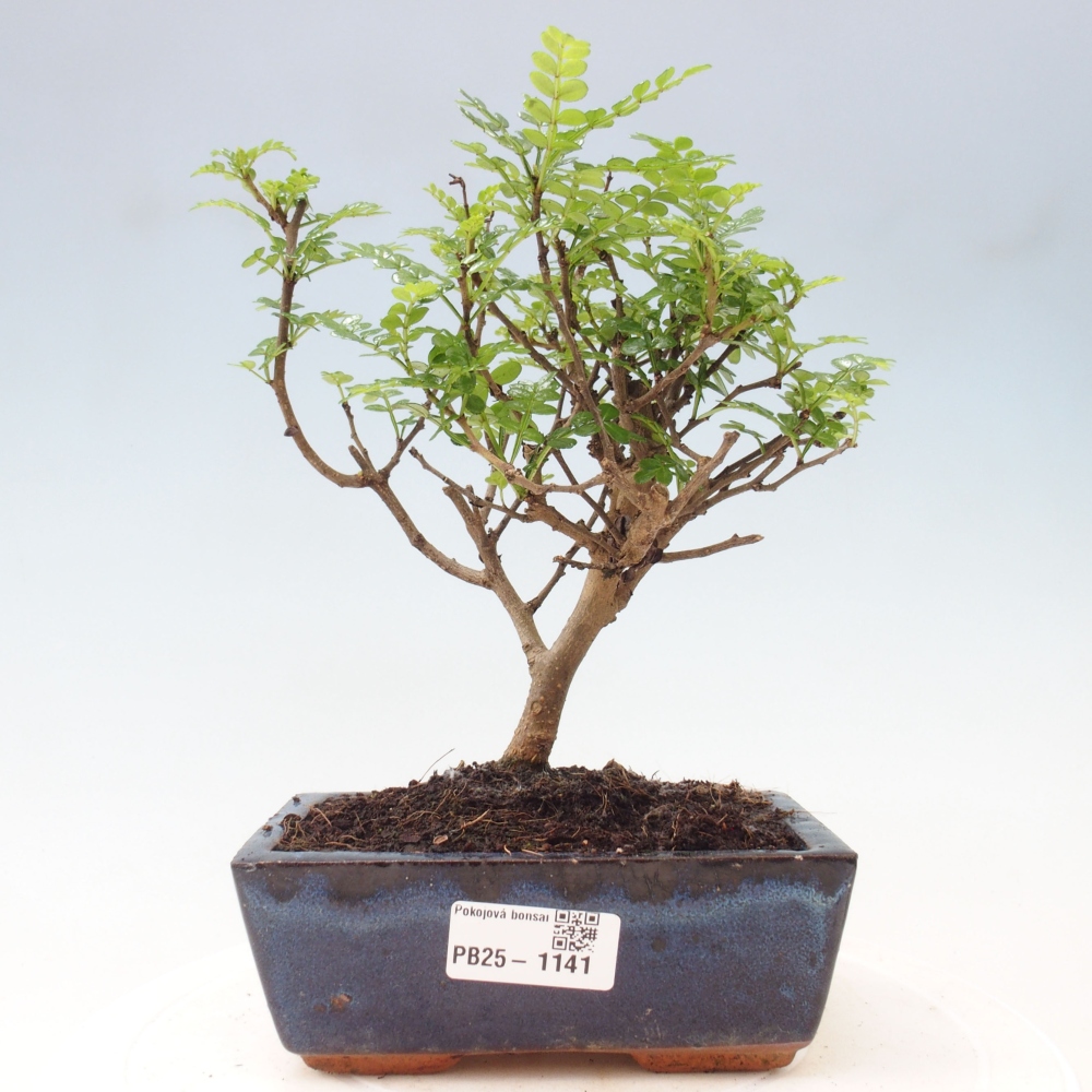 Indoor bonsai - Zantoxylum piperitum - Peppermint