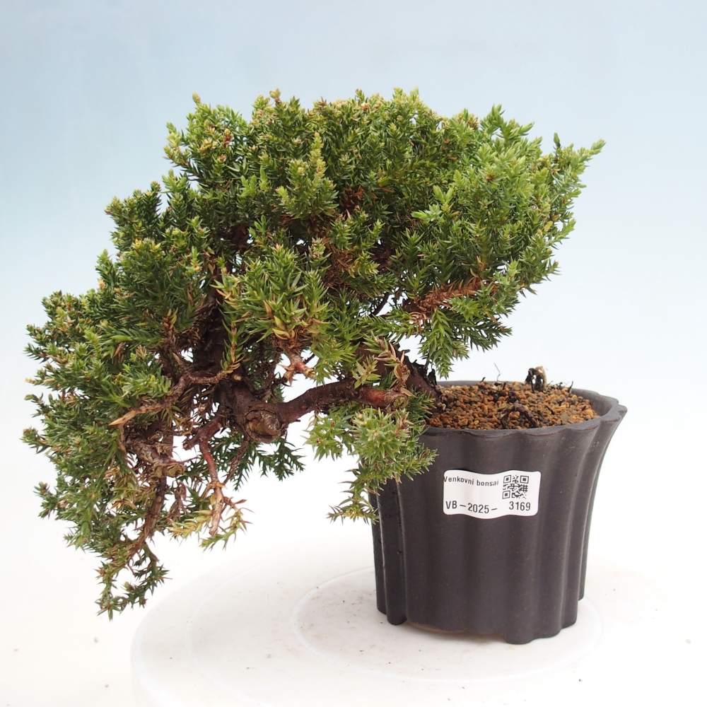 Outdoor bonsai - Juniperus procumbens - Prostrate Juniper