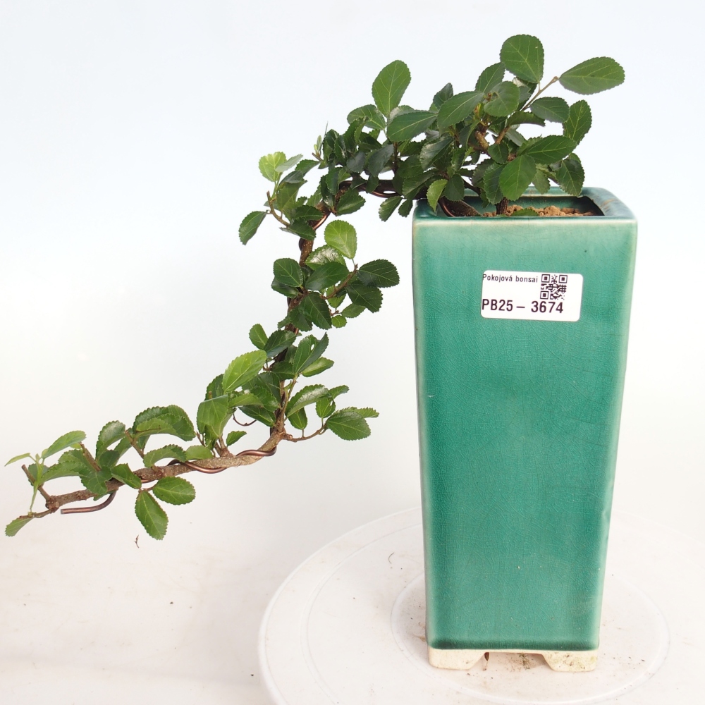 Indoor bonsai - Grewia occidentalis - Lavender Starfish