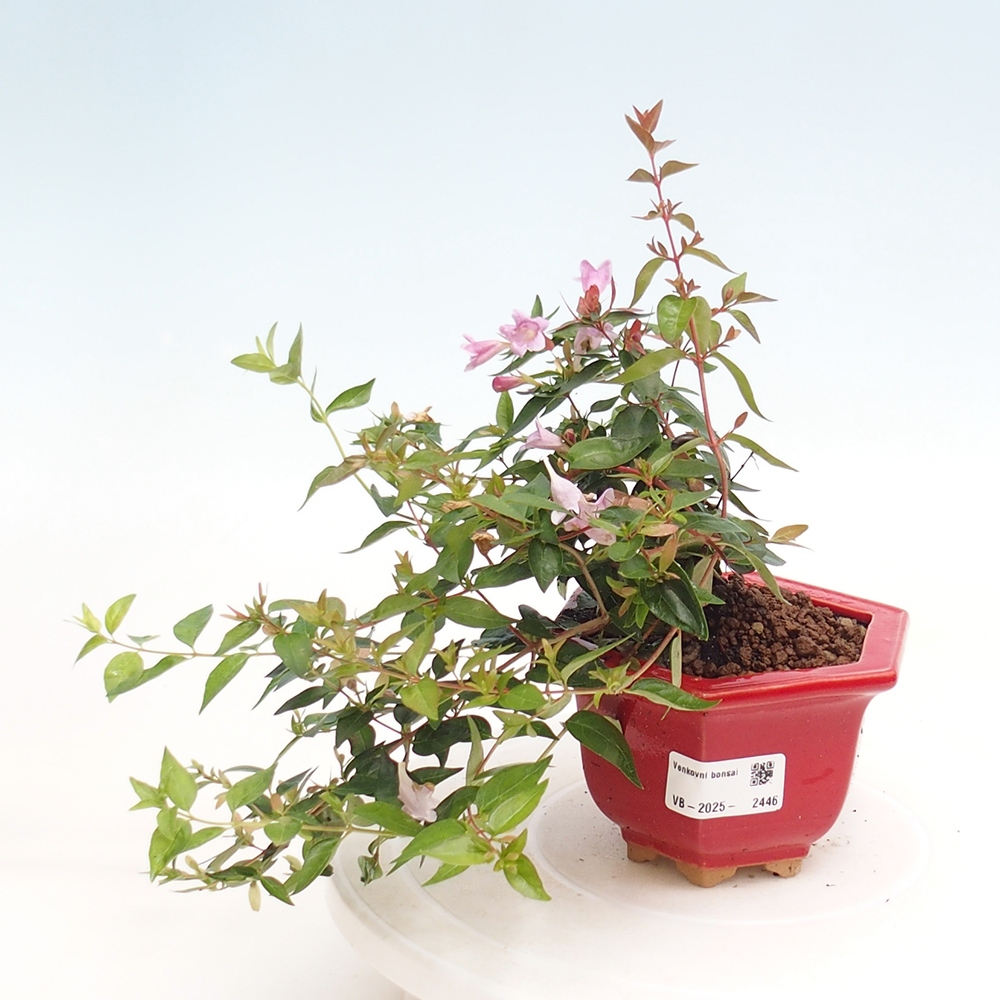 Outdoor bonsai - Abelia Grandiflora - Abelia grandiflora