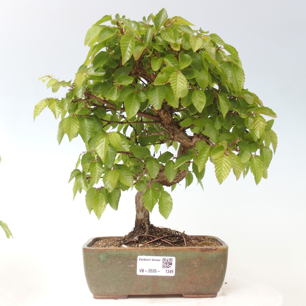 Outdoor bonsai -Carpinus CARPINOIDES - Korean Hornbeam