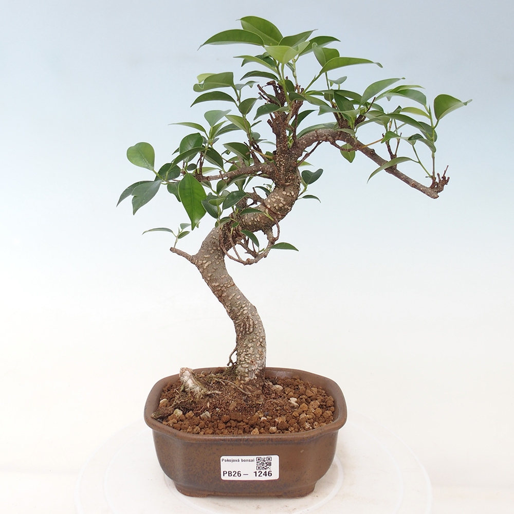 Room bonsai - Ficus retusa - small-leaved ficus