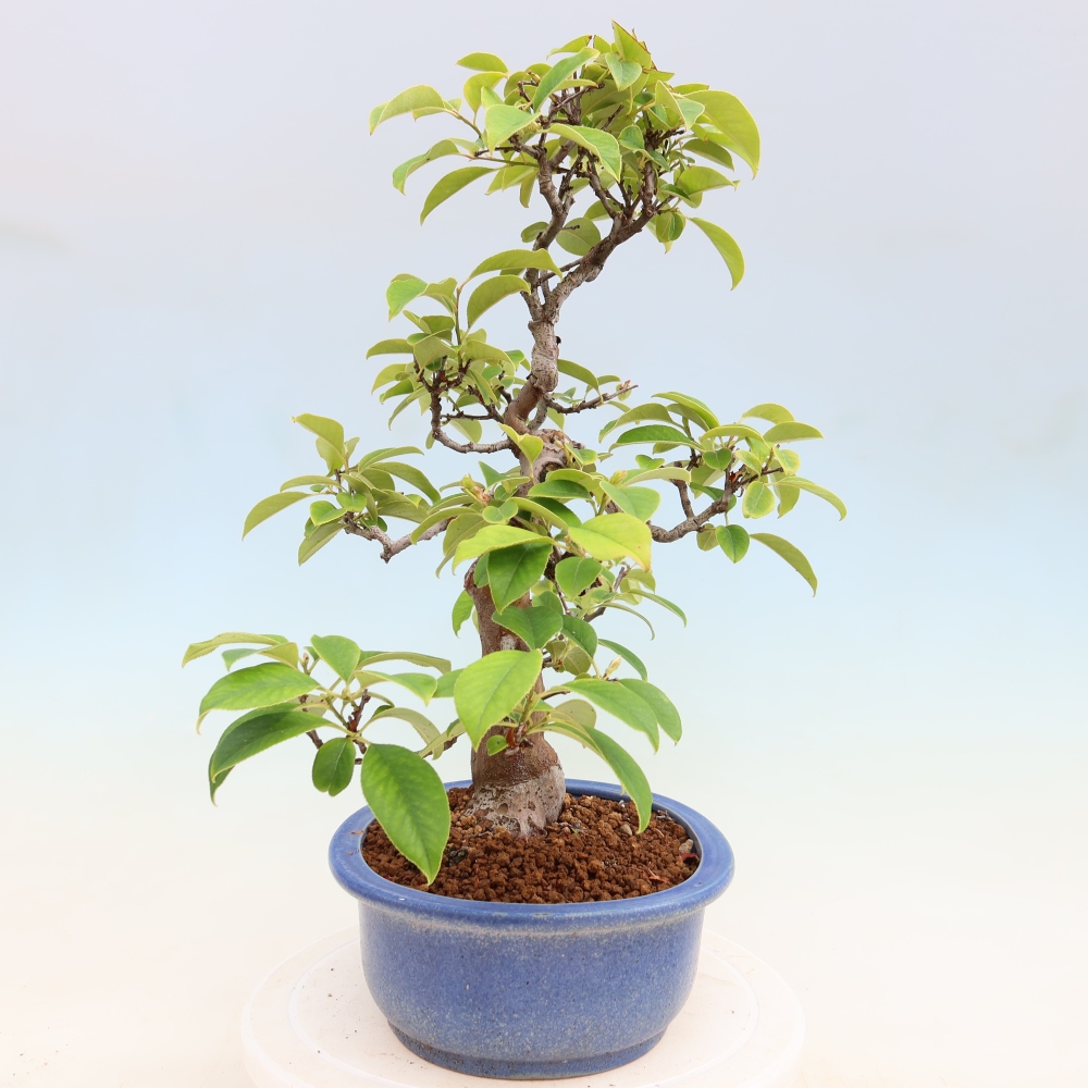 Outdoor bonsai - Pseudocydonia sinensis - Chinese quince