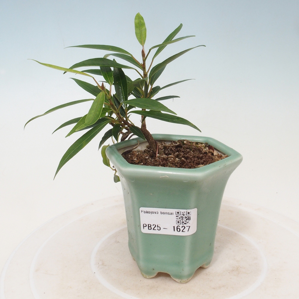 Indoor bonsai - Ficus nerifolia - small-leaved ficus