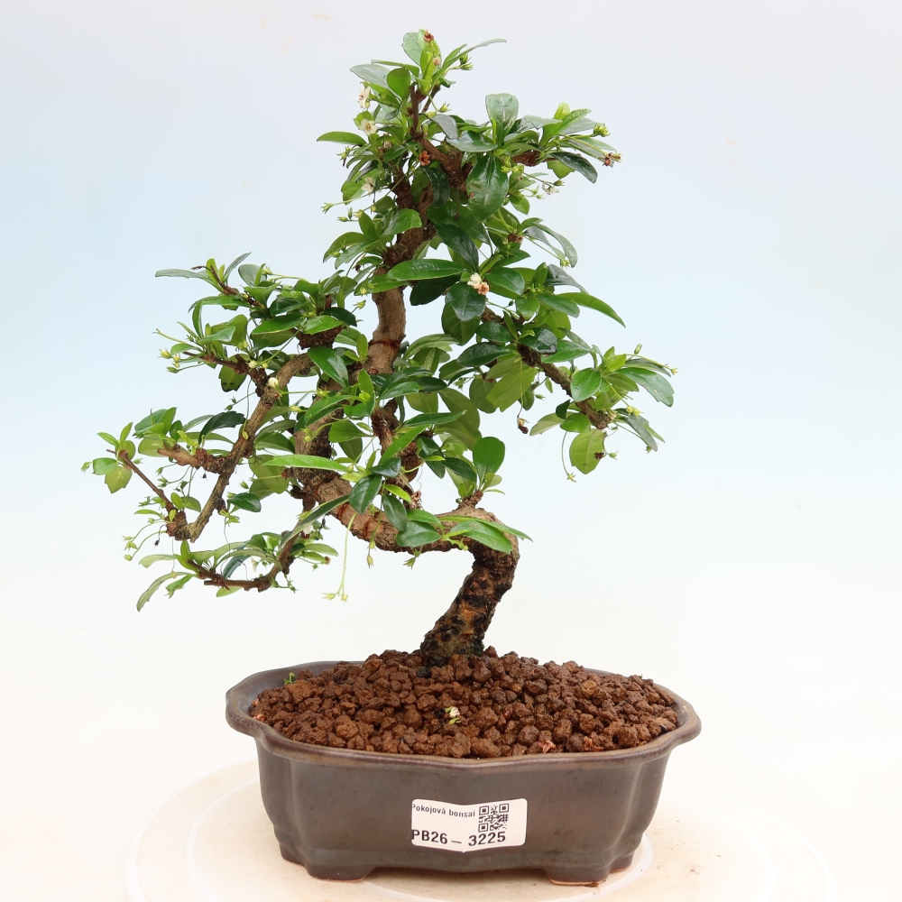Room bonsai - Carmona macrophylla - Tea fuki