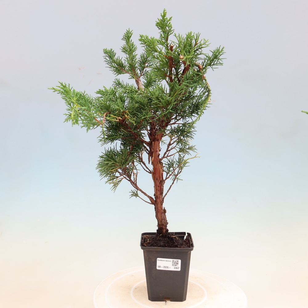 Outdoor bonsai - Juniperus chinensis Kishu