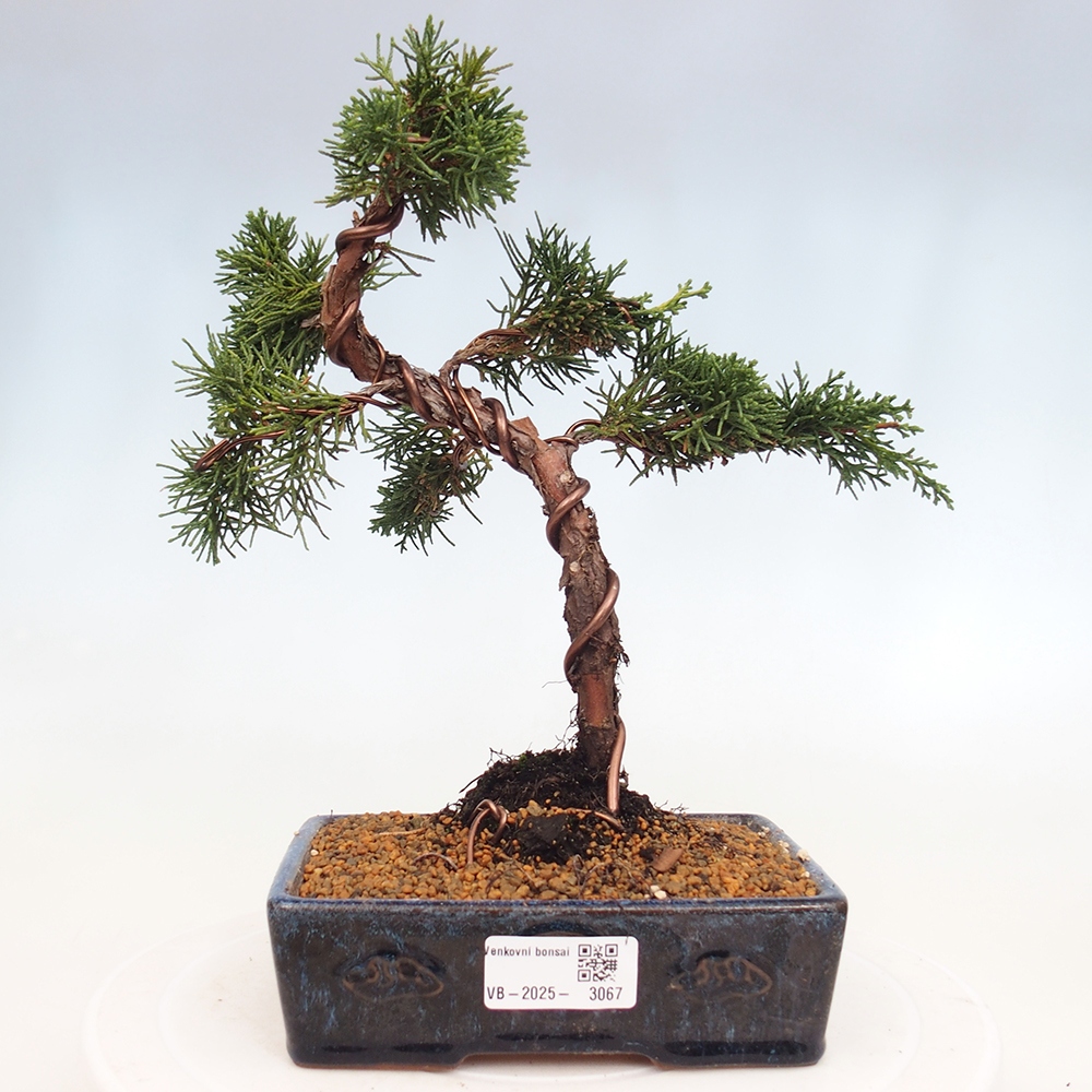 Outdoor bonsai - Juniperus chinensis Kishu - Chinese Juniper