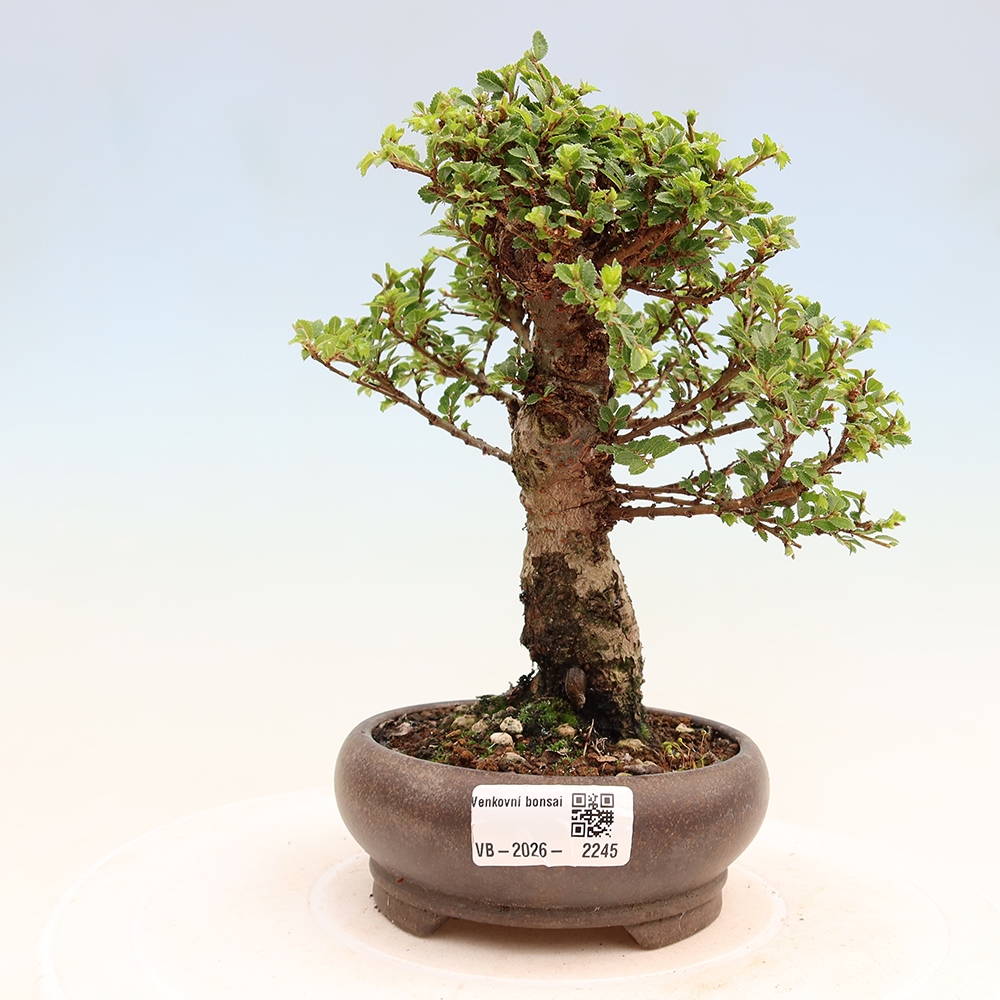 Outdoor Bonsai - Ulmus parvifolia 'Sagei' - Small-leaved Elm