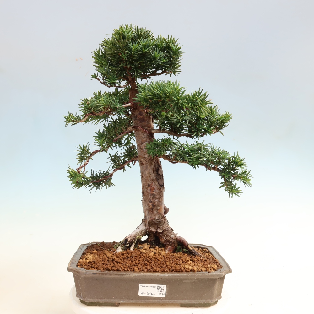 Outdoor Bonsai - Taxus cuspidata  - Japanese Yew