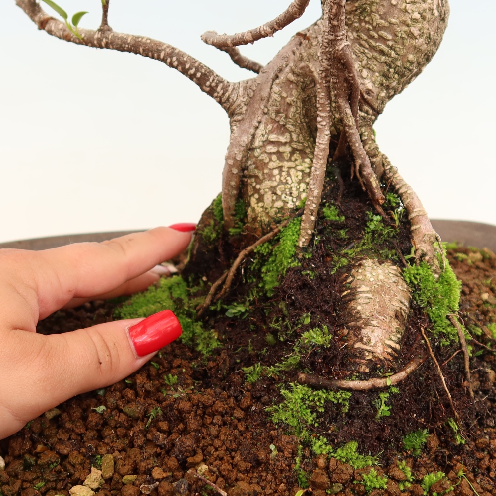 Room bonsai - Ficus kimmen - small-leaved ficus