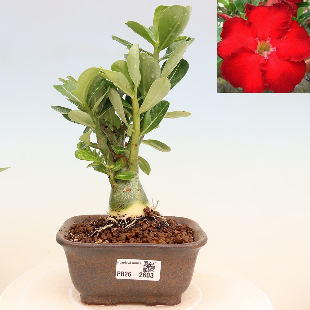 Indoor Bonsai - Adenium obesum Red Star - Desert Rose