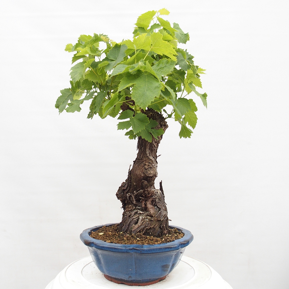 Outdoor bonsai - Vitis vinnifera MUSKAT ITALIA  - Grapevine