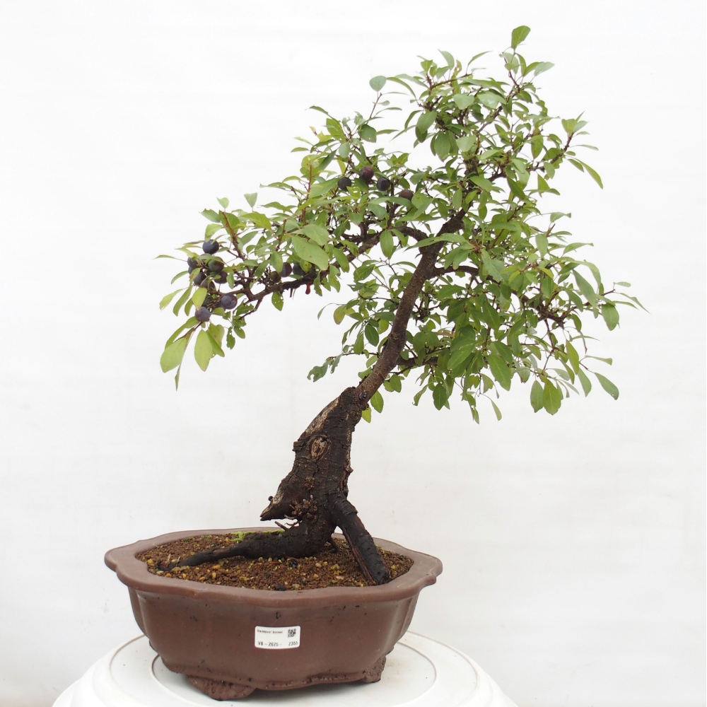 Outdoor bonsai - Prunus spinosa - blackthorn