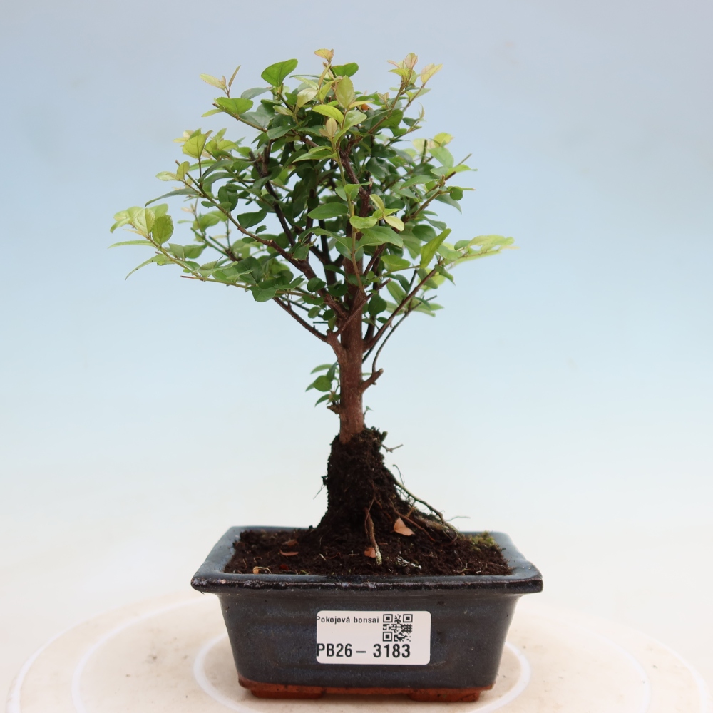 Room bonsai - Sageretia thea - Sageretia thea