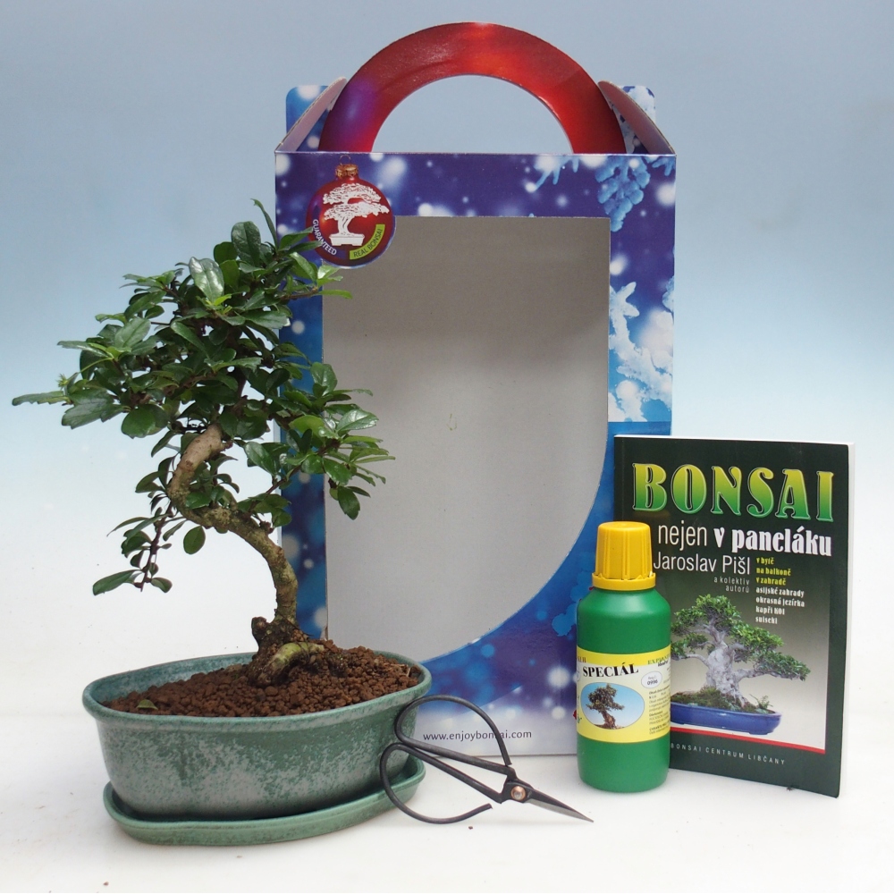 Room bonsai in gift box Carmona microphylla - Tea fuki