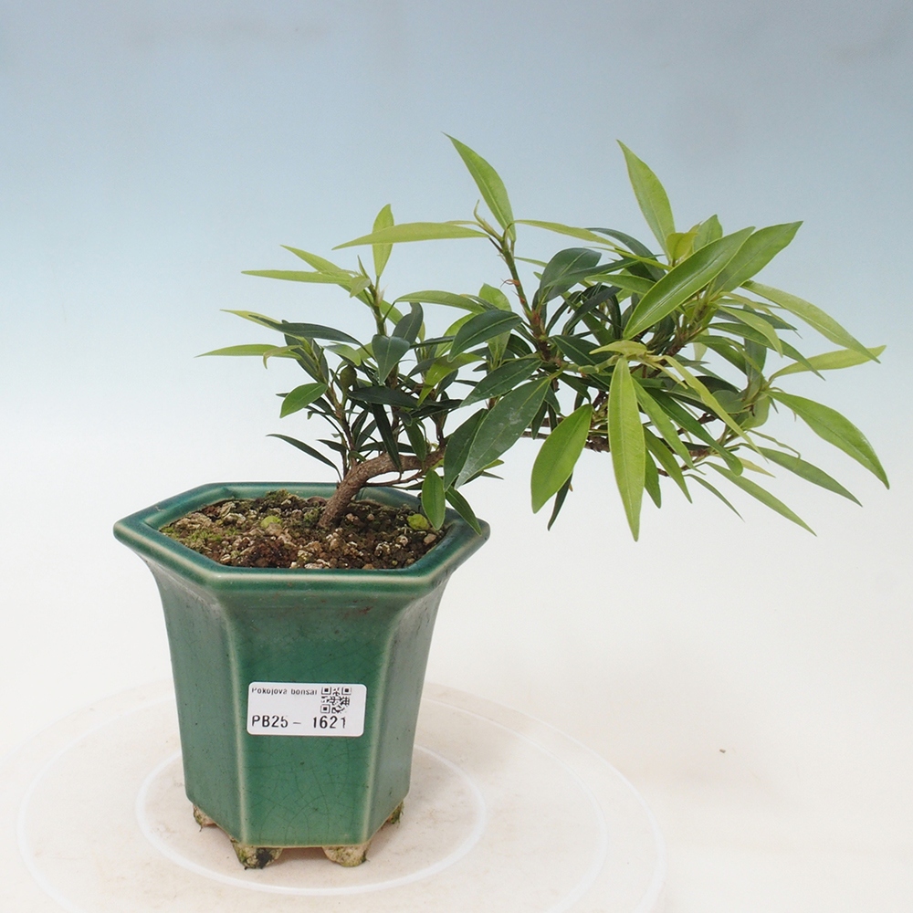 Indoor bonsai - Ficus nerifolia - small-leaved ficus