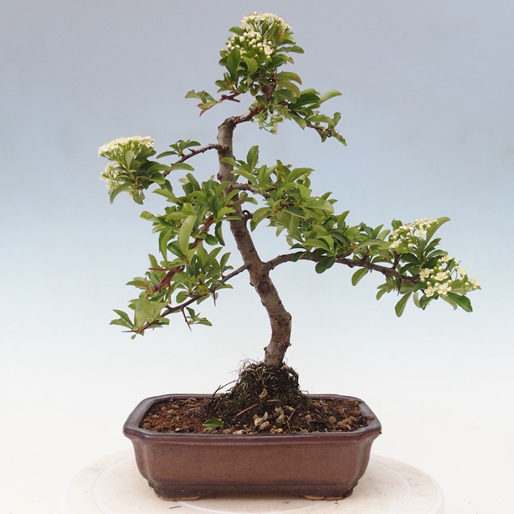 Outdoor Bonsai-Pyracanta Teton -Bakery